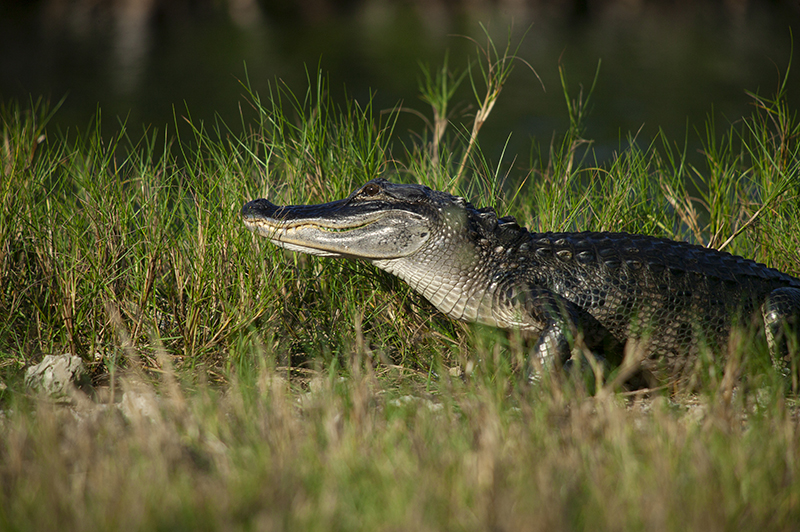 1340 Gator on the Prowl